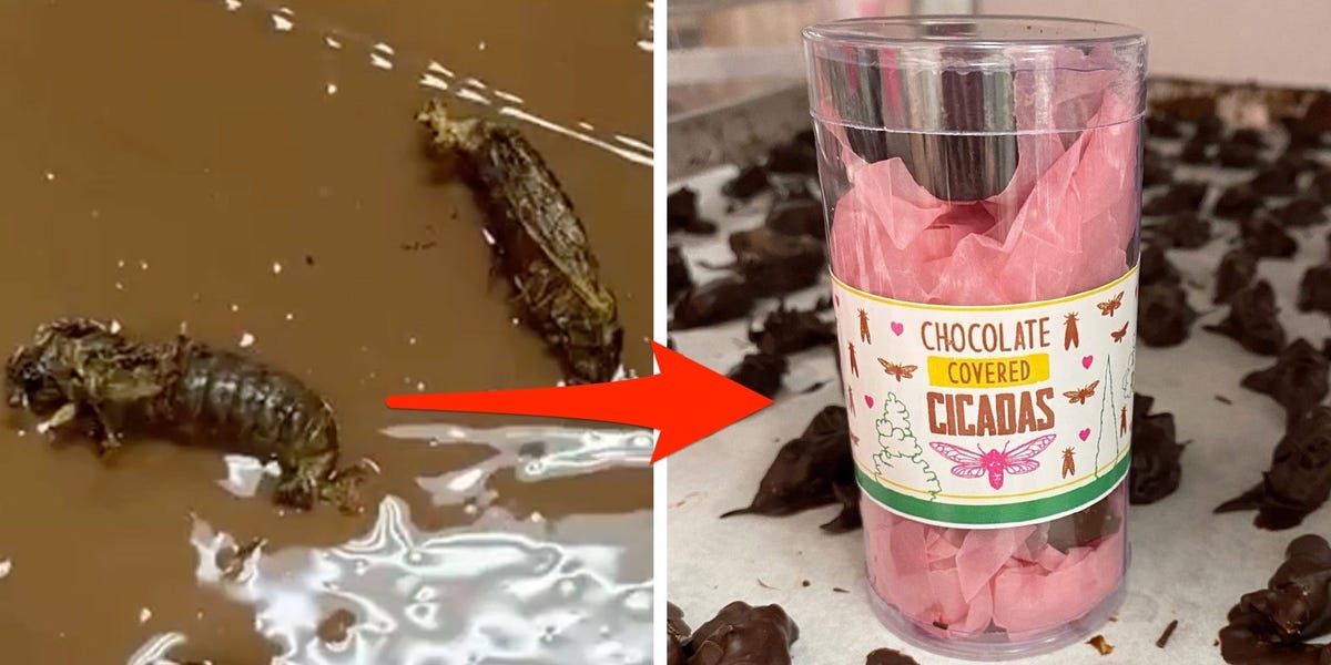 Una pastelera que vende cigarras fritas nos mostró cómo hace que estos insectos recubiertos de caramelo sepan 