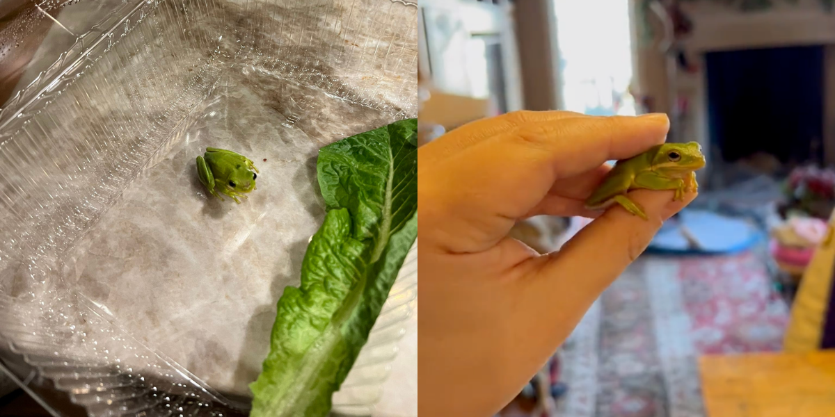 Un Hombre Que Dice Haber Encontrado Una Rana En Una Caja De Lechuga Ha