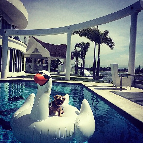 Rich Dogs Of Instagram