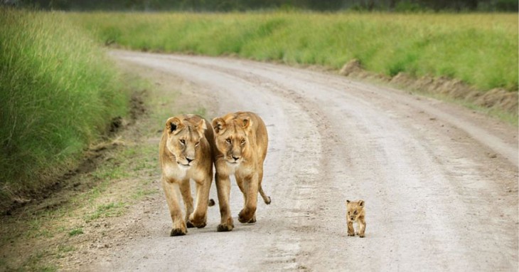 Tiernos animales cuidando de sus bebés