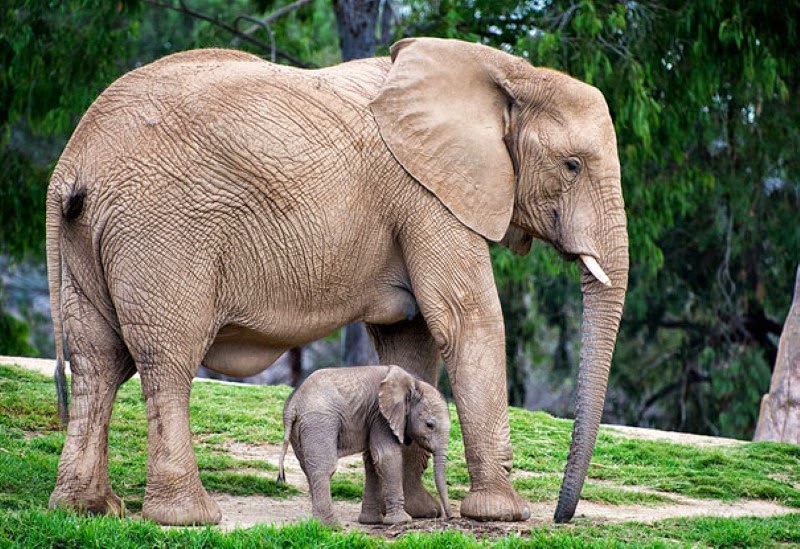 Tiernos animales cuidando de sus bebés