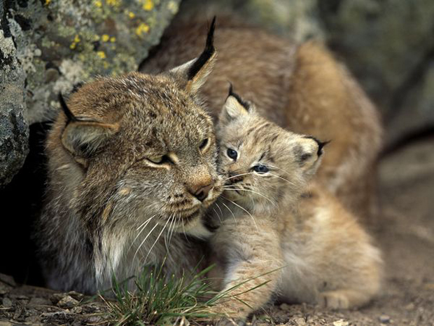 Tiernos animales cuidando de sus bebés