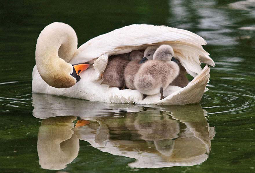 Tiernos animales cuidando de sus bebés