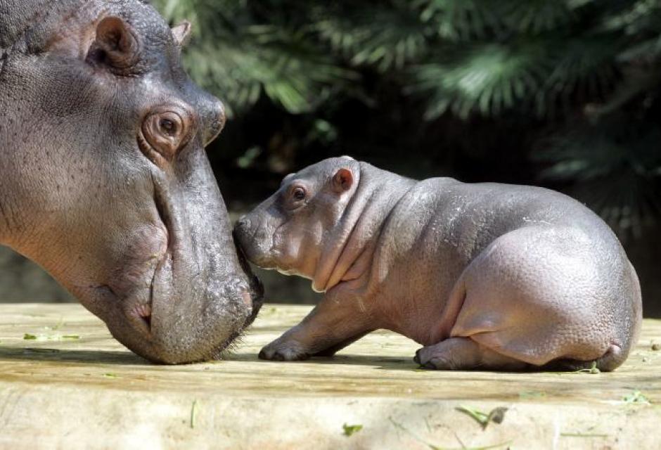 Tiernos animales cuidando de sus bebés