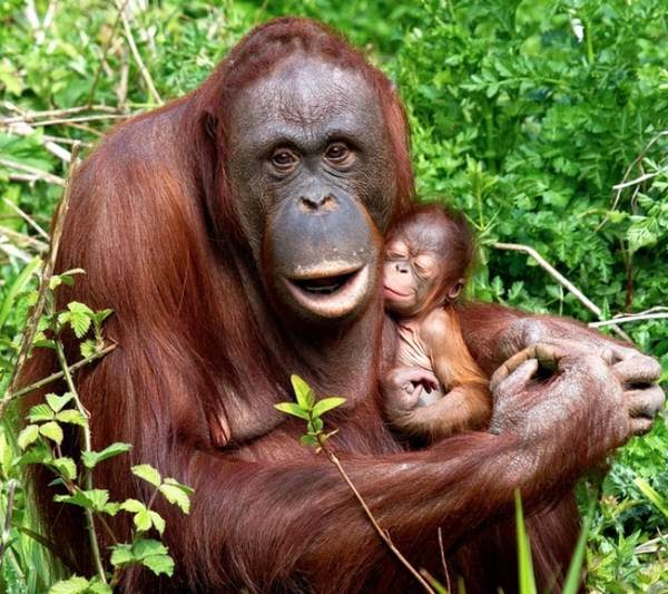 Tiernos animales cuidando de sus bebés