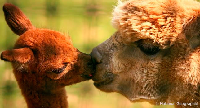 Tiernos animales cuidando de sus bebés