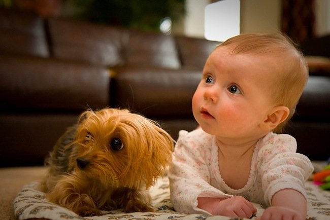 Bebés con sus perritos