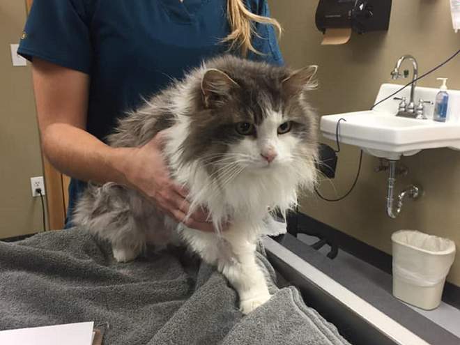 Fluffy, el gato que casi muere congelado [antes y después]