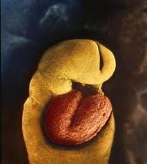Fotos de cómo se forma el feto
