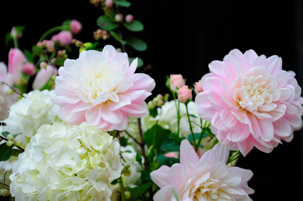 Las mejores flores para regalar en Navidad