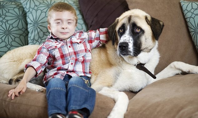 Perros que cuidan de niños