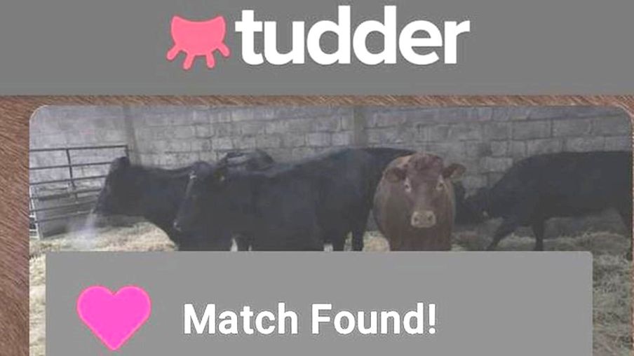 Una app estilo TINDER para LAS VACAS