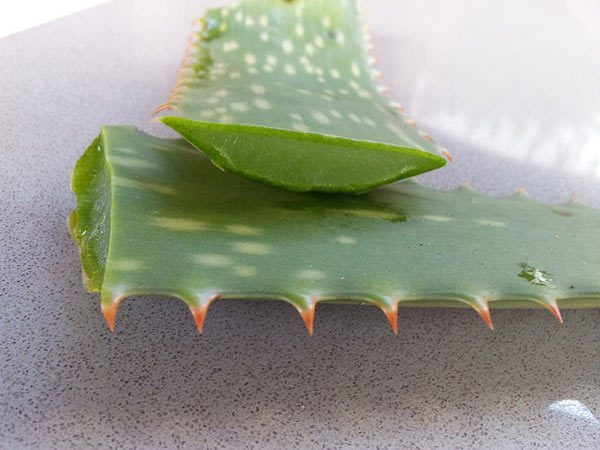 aloe vera para el pelo