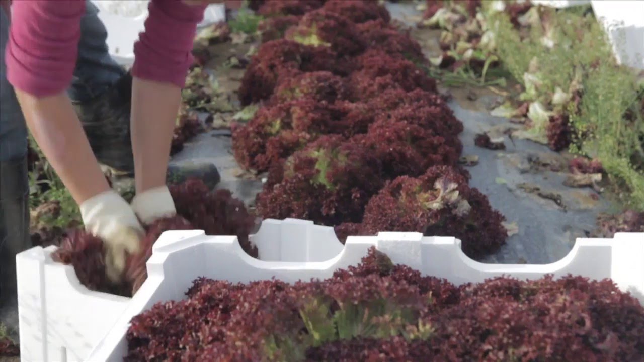 comprar alimentos frescos granja