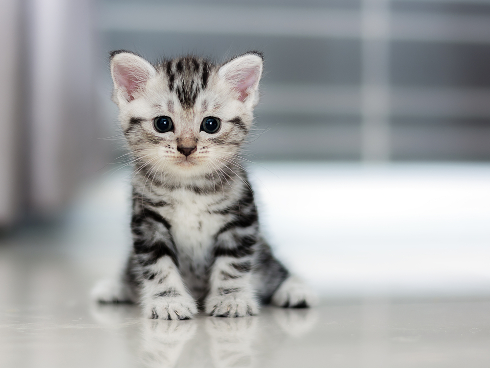 Cómo convencer a tu pareja de tener gato, perro u otra mascota,