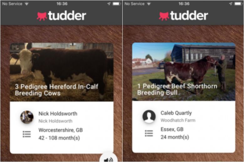 Una app estilo TINDER para LAS VACAS