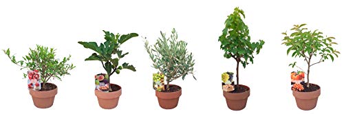 - PePePlant - Olivo JUNIOR (olea europea) Árbol frutal. Perfecto para huerto urbano, prebonsai, bonsai o para plantar en exterior en jardín. Vivero especializado en plantas del mediterráneo