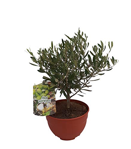 - PePePlant - Olivo JUNIOR (olea europea) Árbol frutal. Perfecto para huerto urbano, prebonsai, bonsai o para plantar en exterior en jardín. Vivero especializado en plantas del mediterráneo