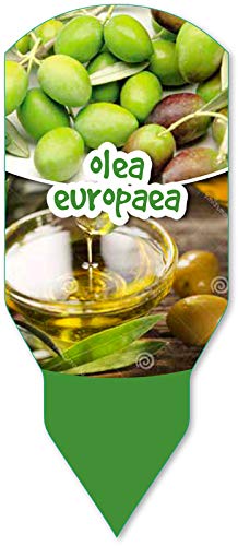 - PePePlant - Olivo JUNIOR (olea europea) Árbol frutal. Perfecto para huerto urbano, prebonsai, bonsai o para plantar en exterior en jardín. Vivero especializado en plantas del mediterráneo