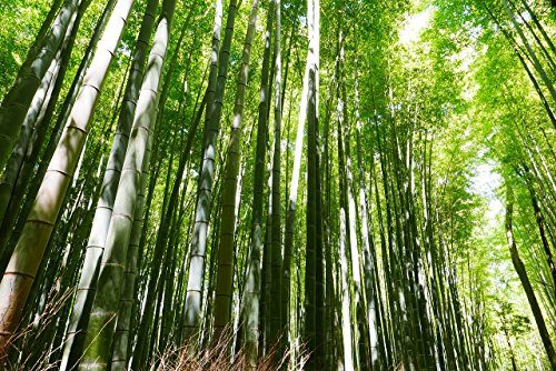 10 Gramo BAMBÚ GIGANTE MOSO ca. 350 semillas - Phyllostachys pubescens - „El rey de los bambúes“