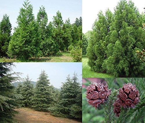 20 Semillas de Pino Cryptomeria Japonica (cedro japonés) - cultivable como árbol o bonsái