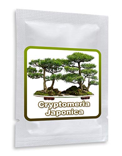 20 Semillas de Pino Cryptomeria Japonica (cedro japonés) - cultivable como árbol o bonsái