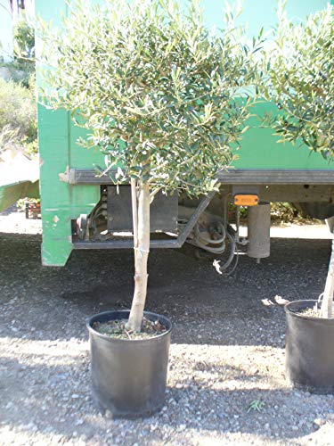 Árbol de Olivo, tronco gordo (Olea europaea) aprox. 140 cm - 160 cm,