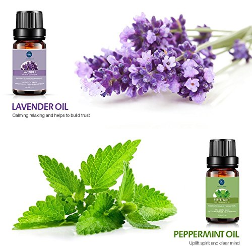 Lagunamoon Aceites Esenciales, Top 6 Set de Regalo de Aceites de Aromaterapia de Lavanda Eucalipto Hierba de Limón Menta Arból de Té y Naranja, Aceites Esenciales para Humidificadores 100% Puros