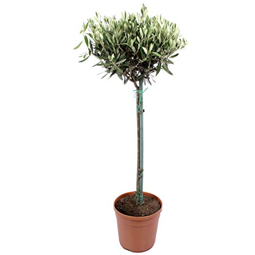 Planta de interior de Botanicly – Olivo – Altura: 100 cm – Olea europeae