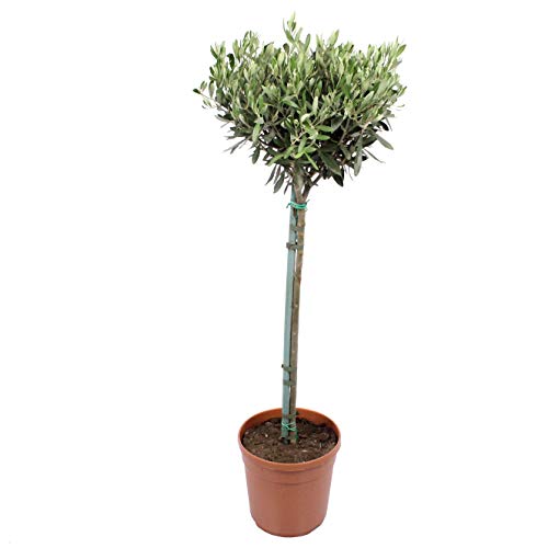 Planta de interior de Botanicly – Olivo – Altura: 100 cm – Olea europeae