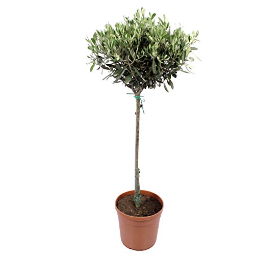 Planta de interior de Botanicly – Olivo – Altura: 100 cm – Olea europeae