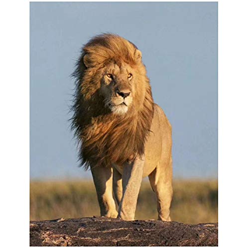 QQDSB Película El Rey León HD Imágenes promocionales Lienzo Pintura Carteles Arte de la Pared Impresiones para la decoración de la Pared del hogar -20x28 Pulgadas Sin Marco 1 PCS