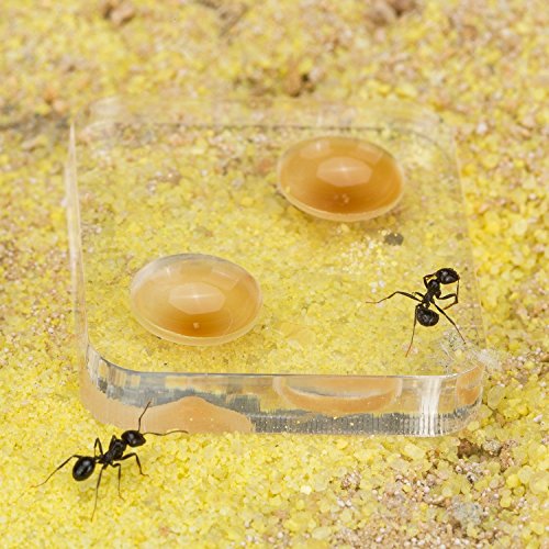 AntHouse - Hormiguero Natural de Arena - Kit Inicio Acrílico 20x10x10 cm (Hormigas Gratis)