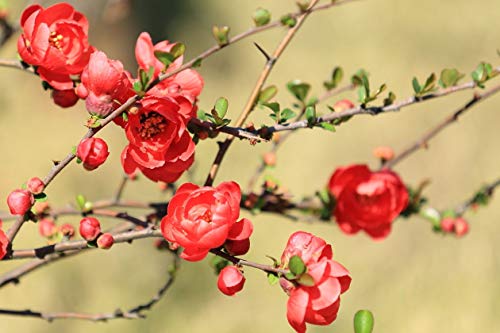 Begonias Malus Spectabilis Chaenomeles Cangrejo-Manzana Spitfire Seeds 10+, Membrillo japonés en flor, Semillas de árbol resistentes, Fragantes