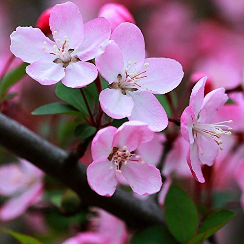 Begonias Malus Spectabilis Chaenomeles Cangrejo-Manzana Spitfire Seeds 10+, Membrillo japonés en flor, Semillas de árbol resistentes, Fragantes