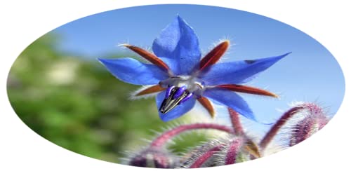 Benefits of Borage