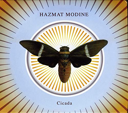 Cicada