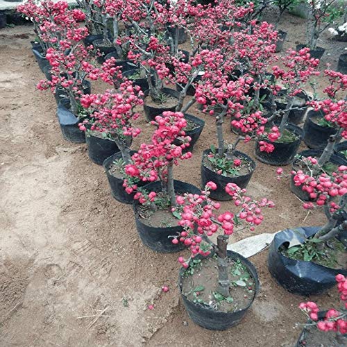 Double Begonia Flower Potted Sapling Bonsai Old Pile Flower Green Plant 300 cápsulas-12 Royal Begonia 300 cápsulas_12 Royal Begonia 6 años [Compre 2 y obtenga 3 piezas gratis]