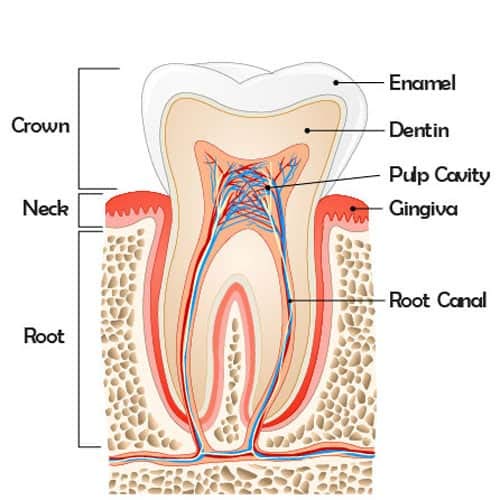 Dr. kao® - Pack de 8 cabezales para cepillo de dientes eléctrico con 2 cabezales para los niños cabezales de cepillo - fabricado con grado superior Dupont Nylon cabezales de cepillo de dientes electró