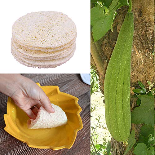 INTVN 20 Piezas de Esponja de Luffa Natural Exponja Exfoliante de Baño de Cuerpo Estropajo Natural para Cuerpo Cocina de Esponja Vegetal Natural Estropajo de Esponja Vegetal Esponja Accesorios