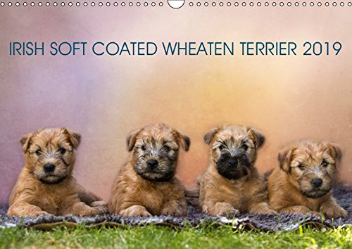 IRISH SOFT COATED WHEATEN TERRIER 2019 (Wandkalender 2019 DIN A3 quer): Mit den blonden Iren durch's Jahr... (Monatskalender, 14 Seiten )