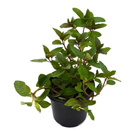 Menta Planta Natural Pequeña Con Maceta - Planta Aromática y Culinaria Sabor Intenso