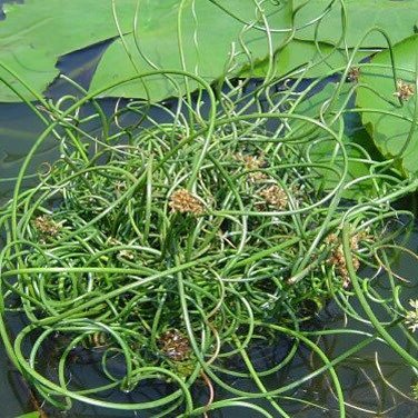 Plant World Seeds - Juncus Decipiens 'Curly-wurly' Seeds