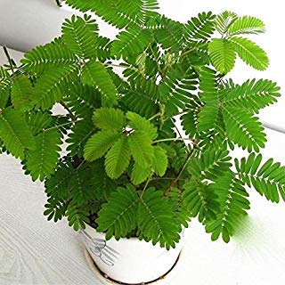 Planta Mimosa Sensitiva (La planta que se mueve) PORTES GRATIS