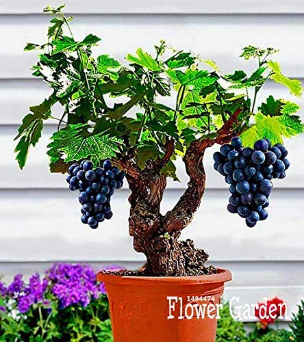 ¡Promoción!Semillas de vid de uva en miniatura, Patio Syrah, Vitis Vinifera, Planta de interior, 50 semillas/bolsa, semillas de bonsai de frutas, Ee42Jm