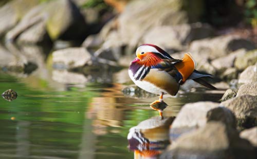 sanzangtang Puzzle 1000 Piezas Cute Mandarin Duck, Juego Interactivo Familiar 75x50cm