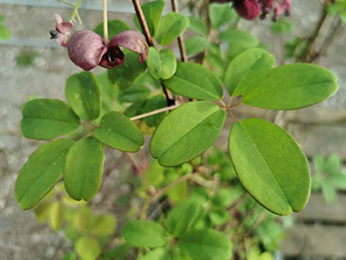 Vid de chocolate, Akebia quinata, sutilmente perfumada, flores únicas, rara vez ofrecidas, ideal para el clima del Reino Unido, planta de 20-25 cm en una maceta de 7 cm.