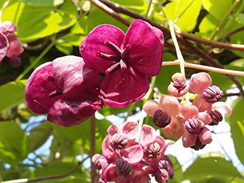 Vid de chocolate, Akebia quinata, sutilmente perfumada, flores únicas, rara vez ofrecidas, ideal para el clima del Reino Unido, planta de 20-25 cm en una maceta de 7 cm.