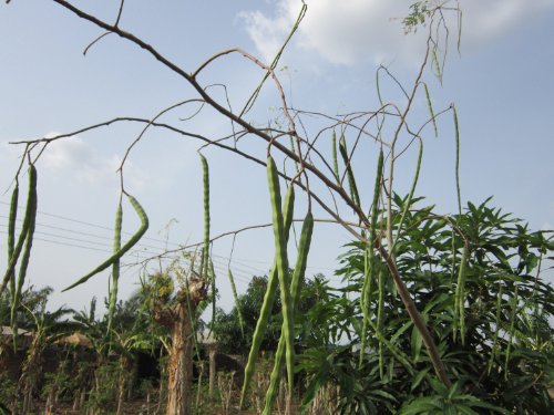 100 semillas de Moringa oleifera