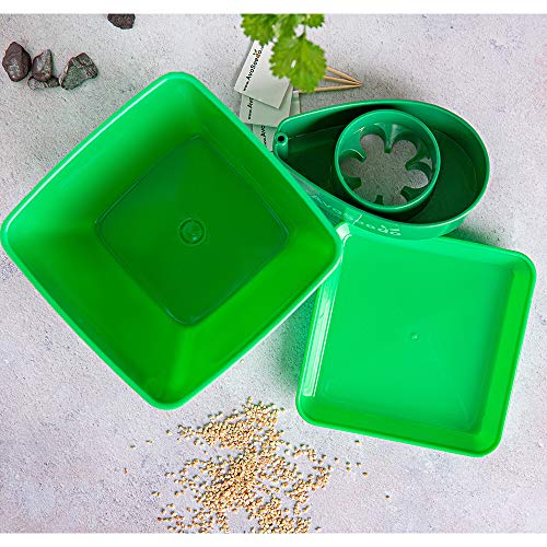 AvoSeedo Kit Jardineria para Aguacate - Gadget Decoracion Casa con Maceta Y Decoracion Habitacion/Uso Interior o Exterior / Regalos Originales para Mujer e Ideas Regalos para Hombre En Navidad